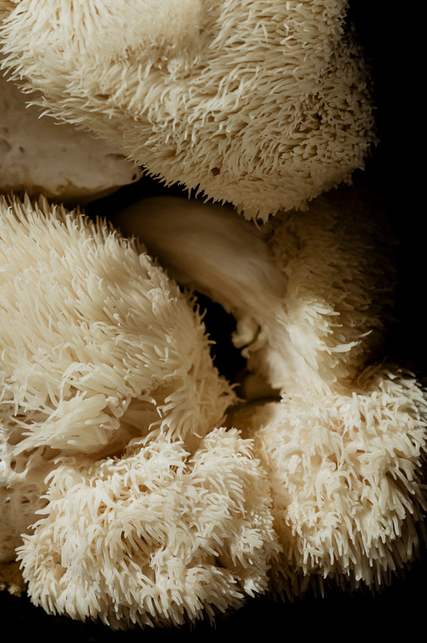What are Medicinal Mushrooms?
