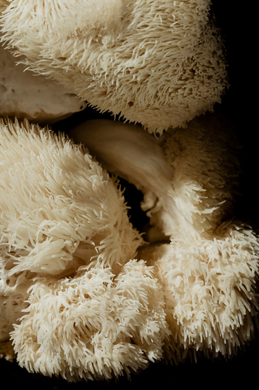 What are Medicinal Mushrooms?