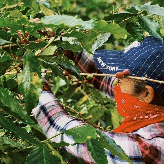 woman in hat and bandana picking coffee beans off of coffee plant