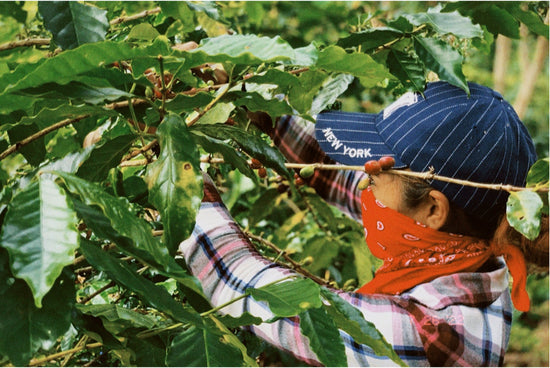 woman in hat and bandana picking coffee beans off of coffee plant